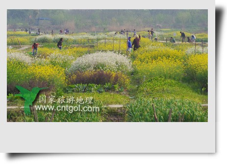 清明節(jié)這天，杭州城西郊的西溪濕地一處市民自種菜地里菜花紛繁，地里不少市民在忙著新一年的蔬菜作物的播栽，構成了一幅幅美麗多彩的畫。