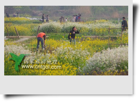 清明節(jié)這天，杭州城西郊的西溪濕地一處市民自種菜地里菜花紛繁，地里不少市民在忙著新一年的蔬菜作物的播栽，構成了一幅幅美麗多彩的畫。